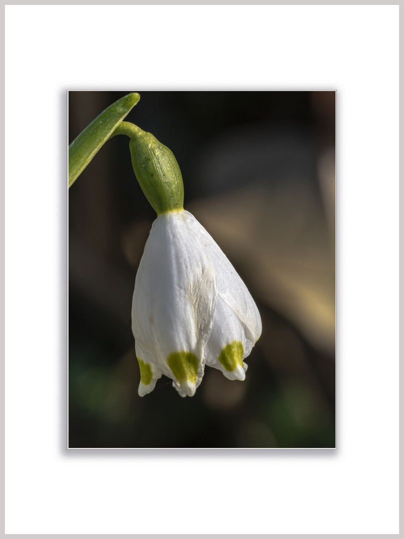 Märzenbecher in meinem Garten