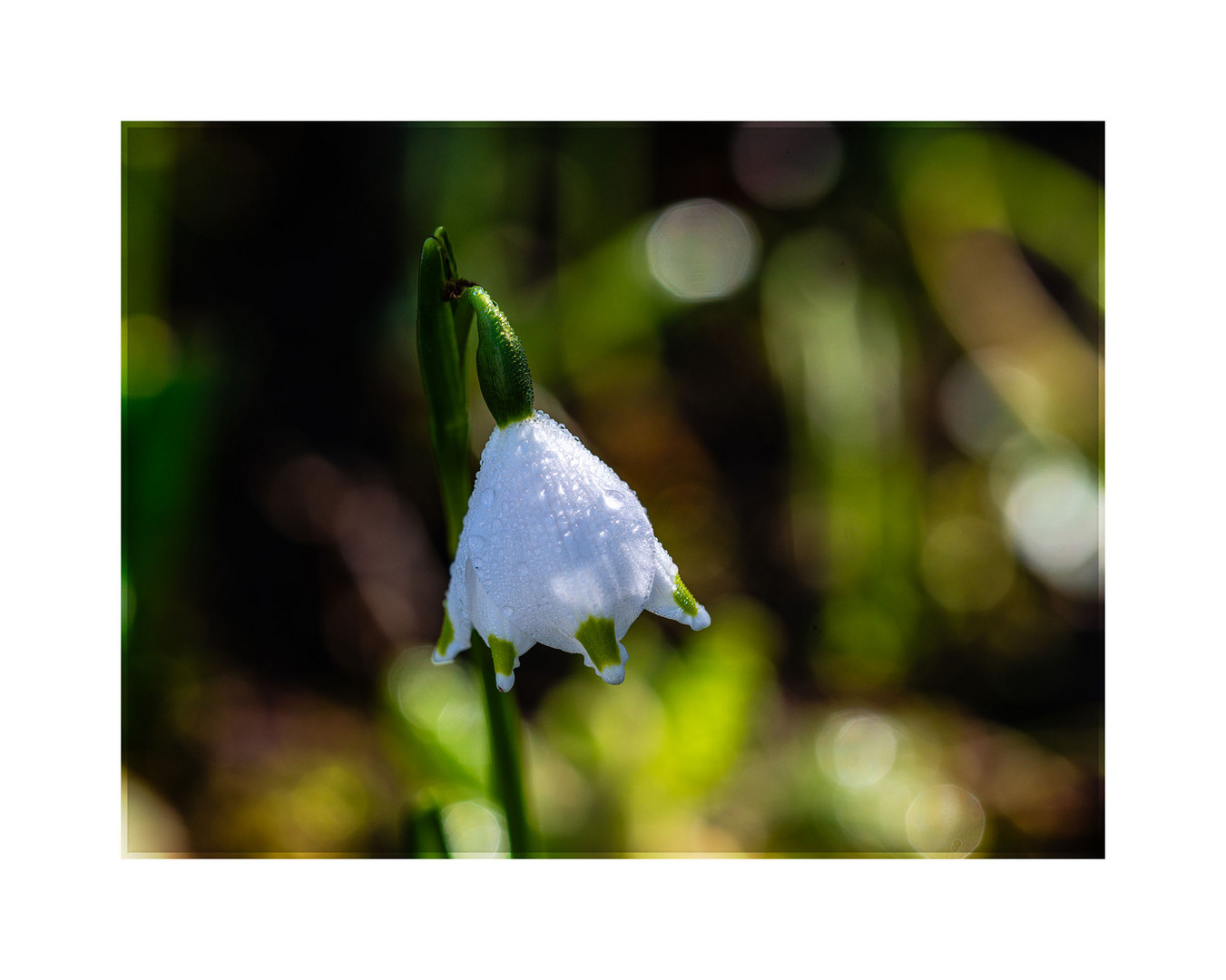 Märzenbecher in meinem Garten