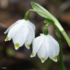 Märzenbecher in voller Blüte !