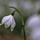 Märzenbecher in voller Blüte