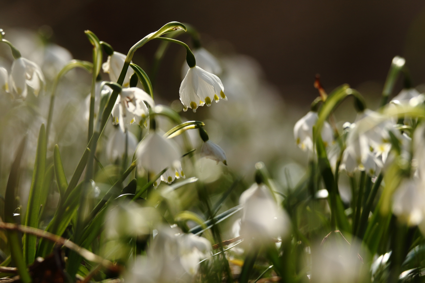 Märzenbecher (Leucojum)