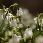 Märzenbecher (Leucojum)