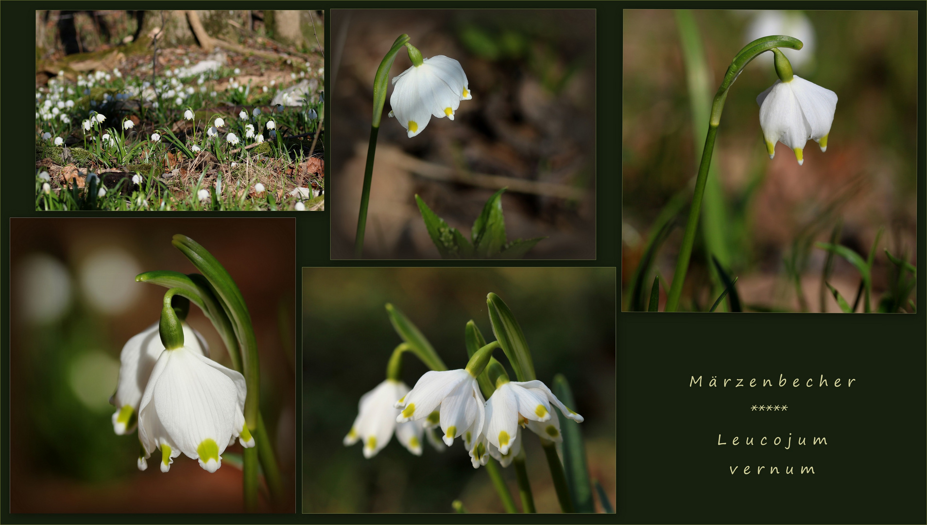 Märzenbecher (Leucojum vernum).