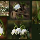 Märzenbecher (Leucojum vernum).