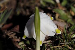 Märzenbecher (Leucojum vernum)