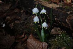 Märzenbecher Leucojum vernum