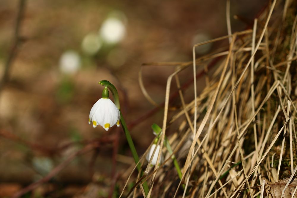 Märzenbecher Leucojum vernum