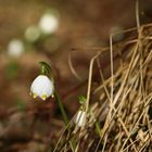 Märzenbecher Leucojum vernum