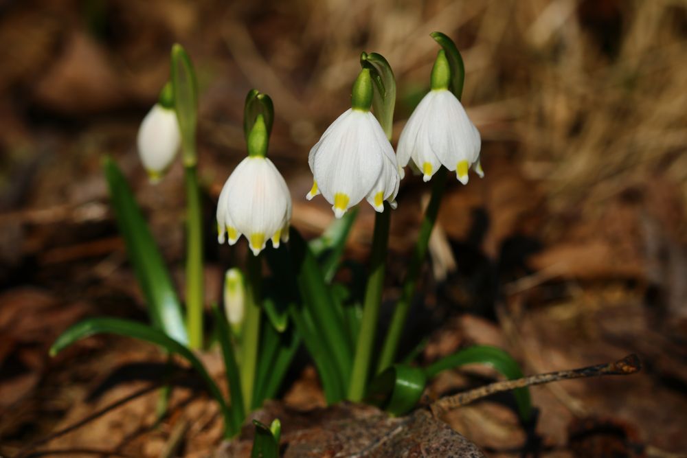 Märzenbecher Leucojum vernum