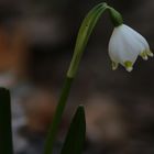 Märzenbecher Leucojum vernum