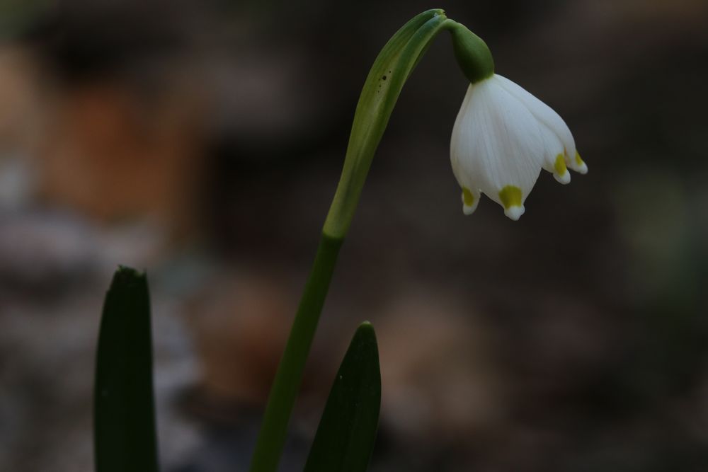 Märzenbecher Leucojum vernum