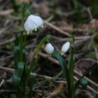 Märzenbecher Leucojum vernum