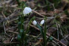 Märzenbecher Leucojum vernum