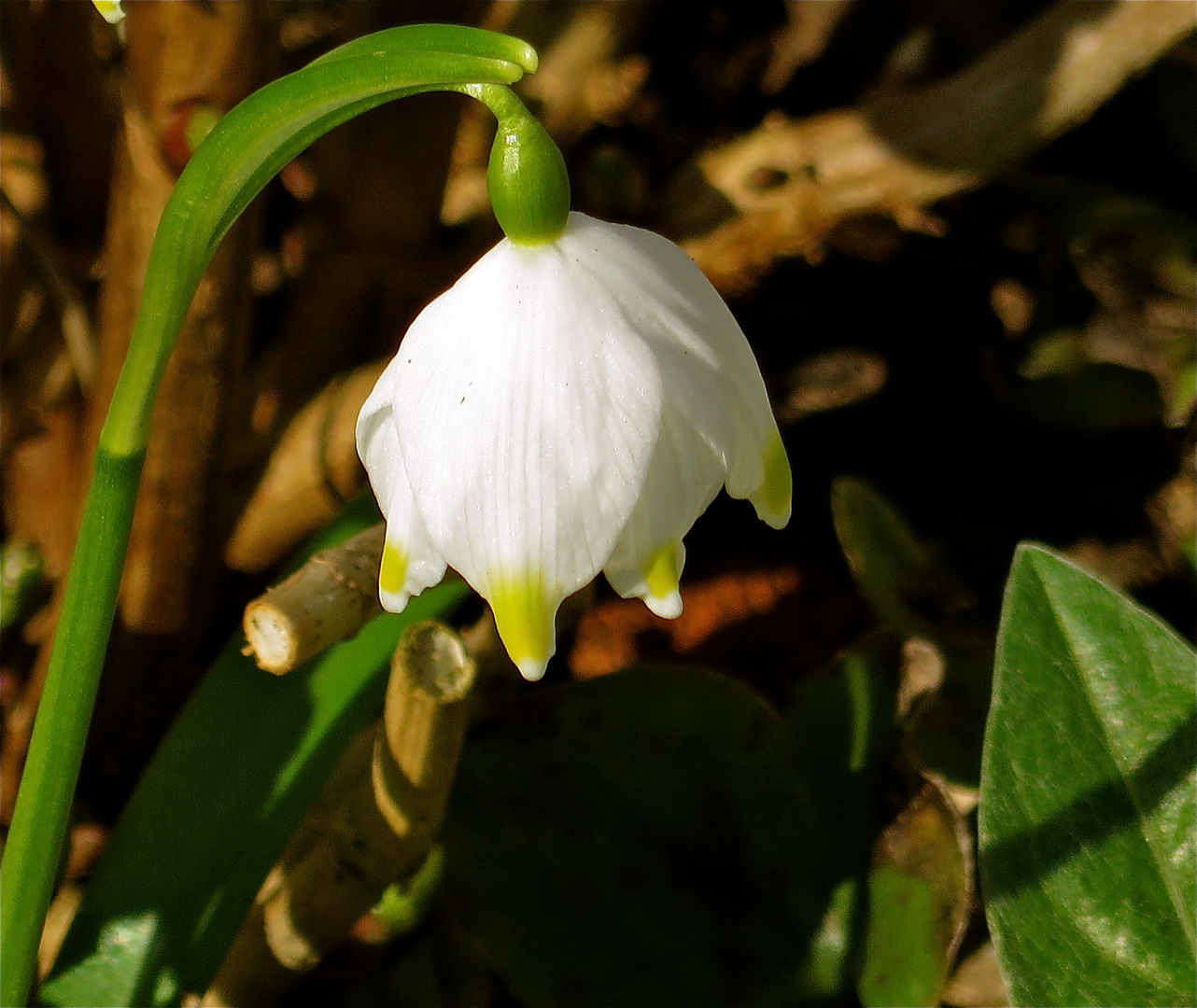 ... Märzenbecher - Leucojum vernum !!!..