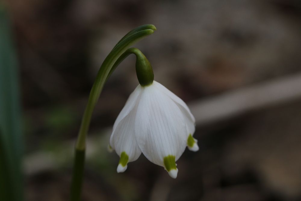 Märzenbecher Leucojum vernum