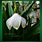 Märzenbecher (Leucojum vernum)