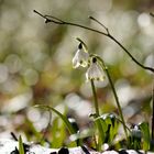 Märzenbecher (Leucojum vernum)