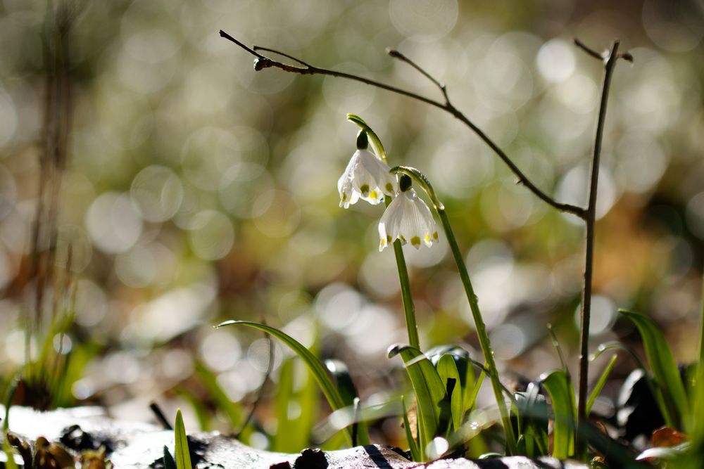 Märzenbecher (Leucojum vernum)