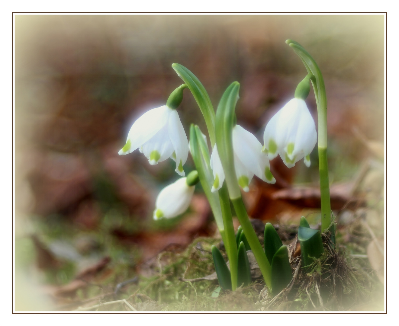 Märzenbecher (Leucojum vernum).