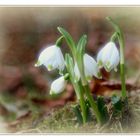 Märzenbecher (Leucojum vernum).