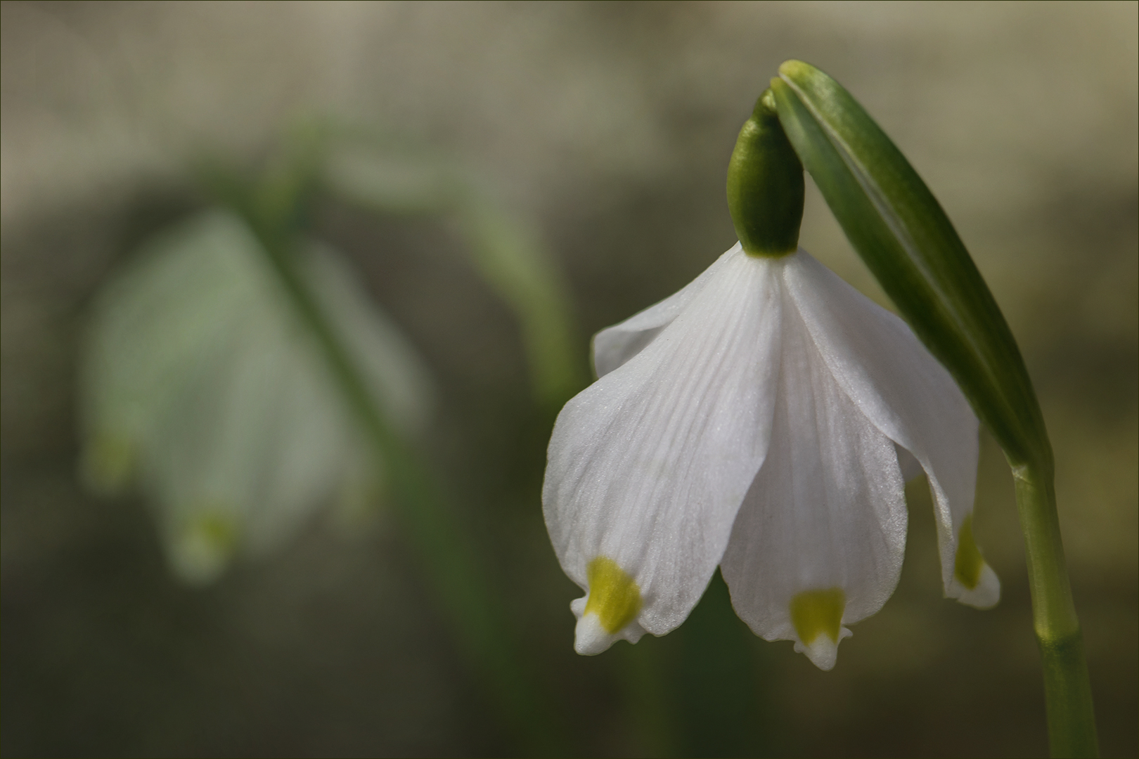 Märzenbecher  ~  Leucojum vernum....