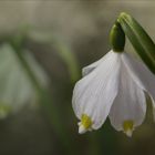 Märzenbecher  ~  Leucojum vernum....