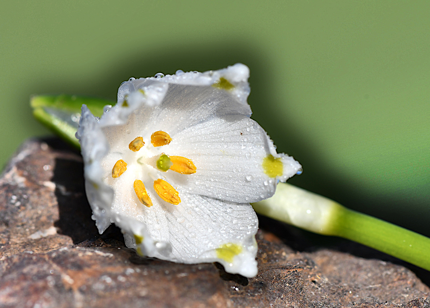 Märzenbecher - Leucojum vernum