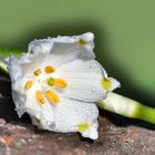 Märzenbecher - Leucojum vernum