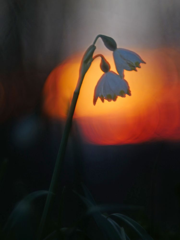 Märzenbecher, Leucojum vernum