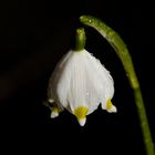 Märzenbecher (Leucojum vernum)