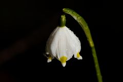 Märzenbecher (Leucojum vernum)