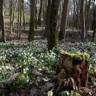 Märzenbecher, Leucojum vernum