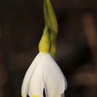 Märzenbecher (Leucojum vernum)