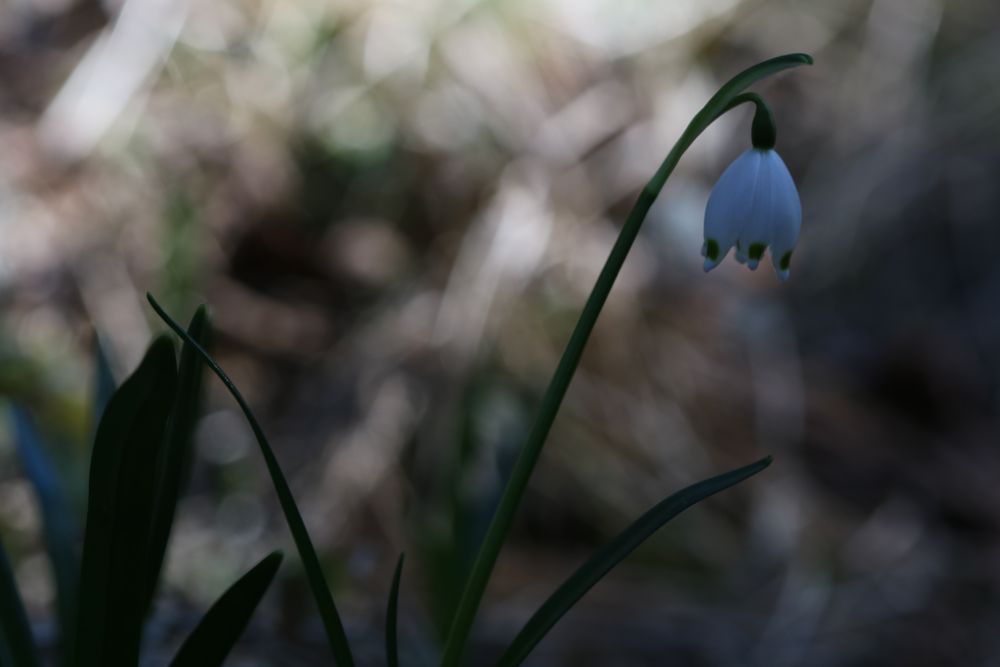 Märzenbecher Leucojum vernum