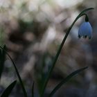 Märzenbecher Leucojum vernum