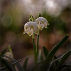 Märzenbecher  -  Leucojum vernum