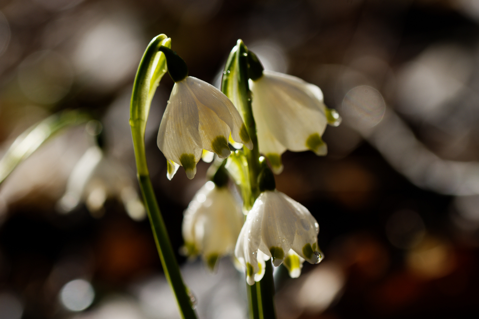 Märzenbecher (Leucojum vernum)