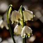 Märzenbecher (Leucojum vernum)