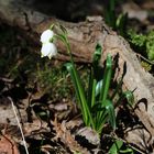 Märzenbecher Leucojum vernum