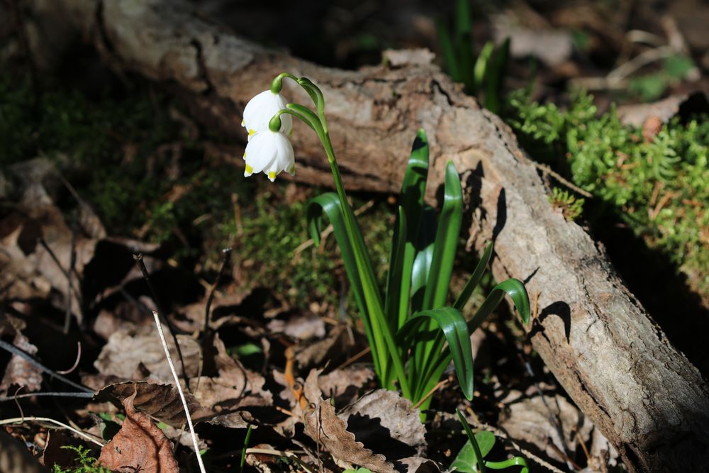 Märzenbecher Leucojum vernum