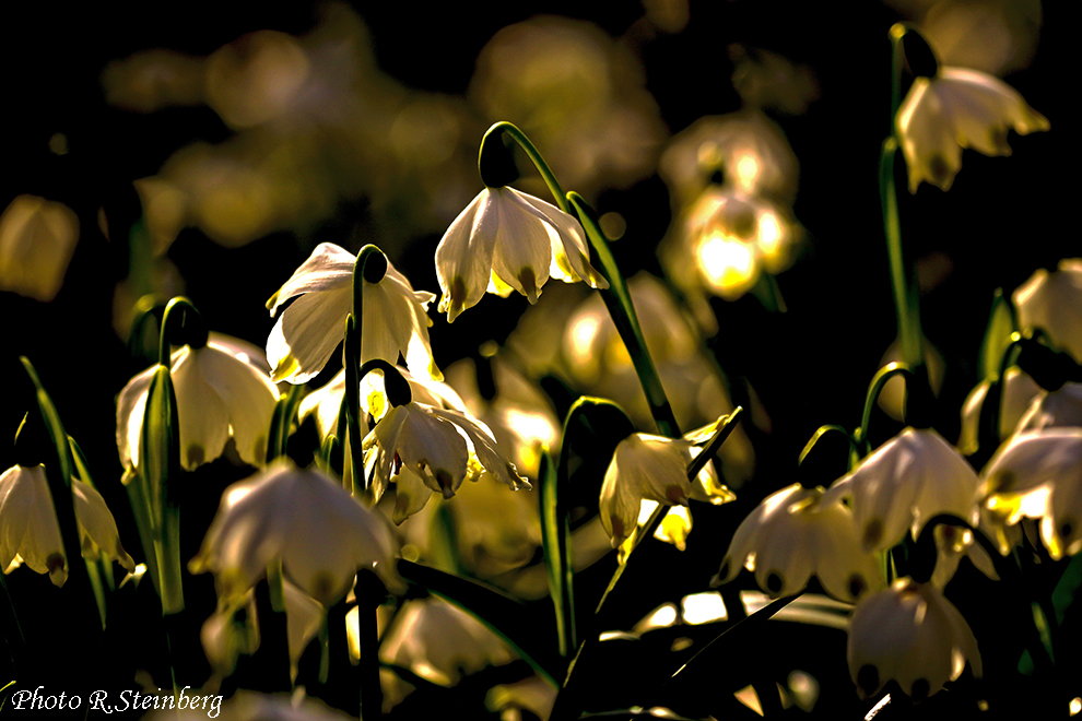 Märzenbecher (Leucojum vernum)