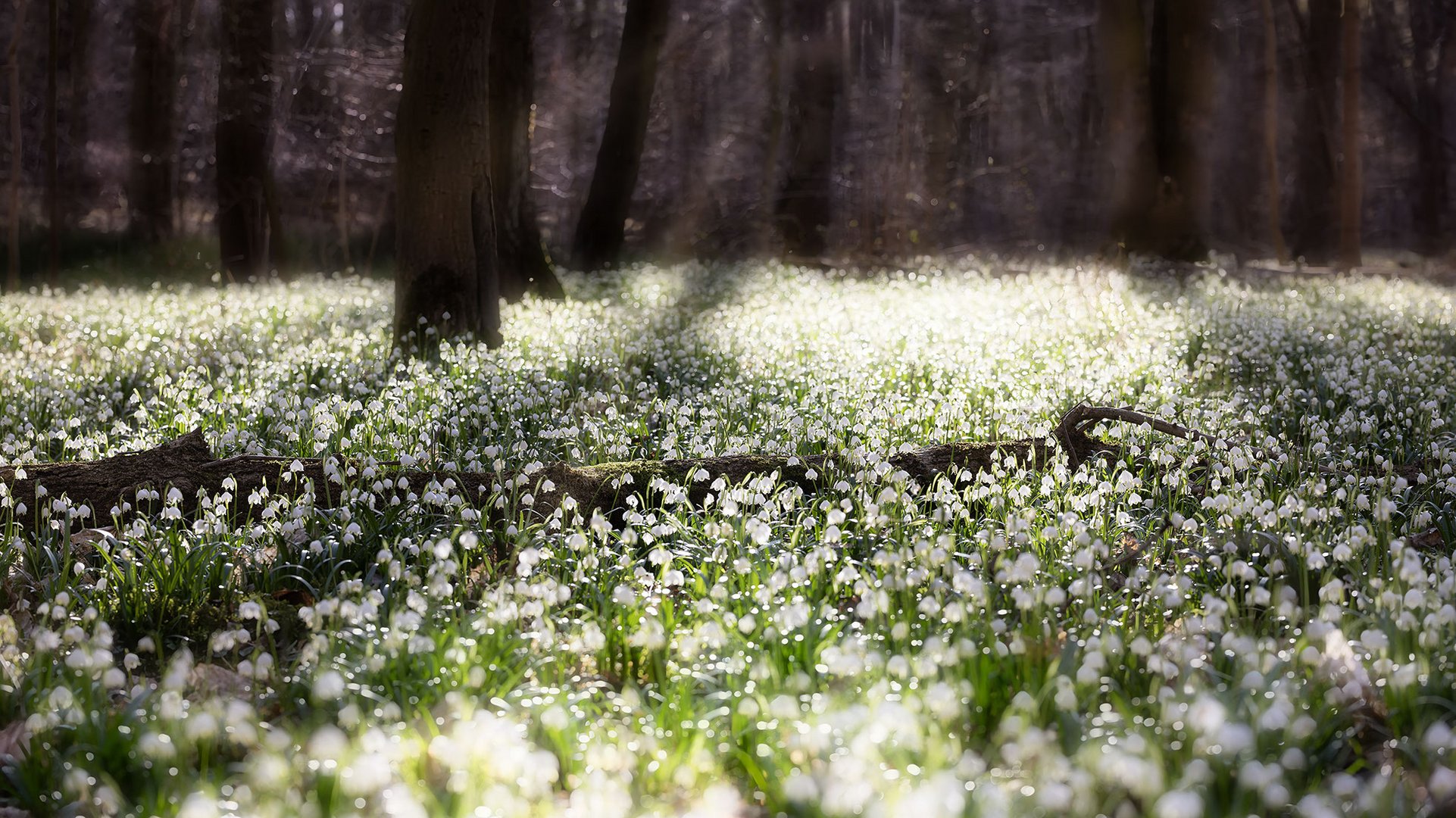 Märzenbecher, Leucojum vernum