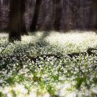 Märzenbecher, Leucojum vernum