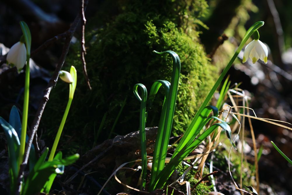 Märzenbecher Leucojum vernum