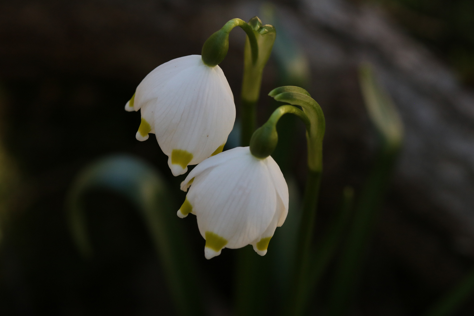 Märzenbecher Leucojum vernum