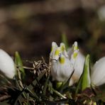 Märzenbecher (Leucojum vernum)