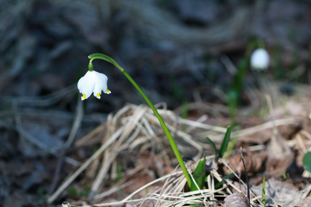 Märzenbecher Leucojum vernum