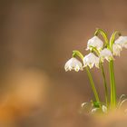 Märzenbecher (Leucojum vernum)