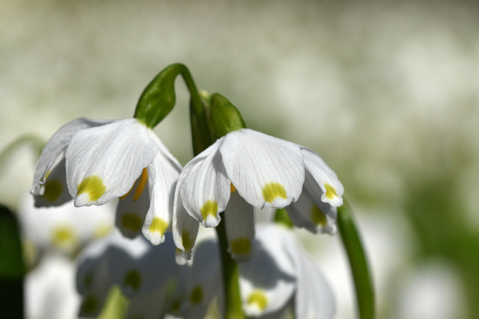 Märzenbecher (Leucojum vernum)