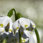 Märzenbecher (Leucojum vernum)